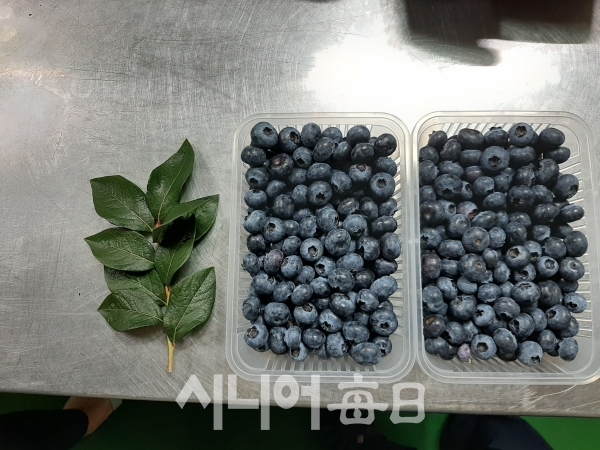 블루베리 수확후 포장을 한 제품들. 이흥우 기자