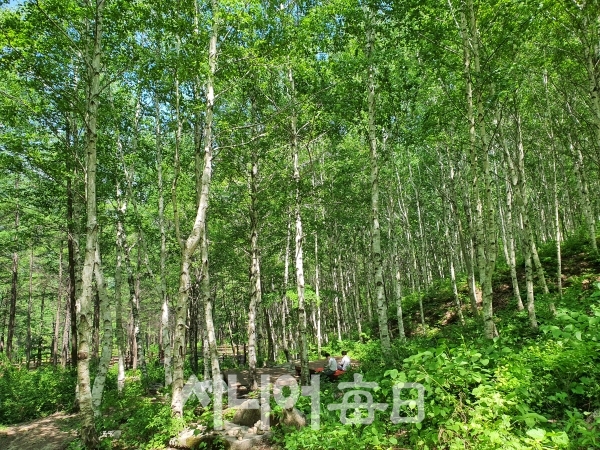 국립김천치유의 숲에 있는 자작나무 숲. 이승호 기자