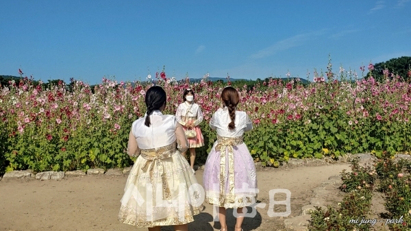 안압지 접시꽃 군락지에 한복을 곱게 입은 여행객들이 사진을 찍고 있다. 박미정 기자