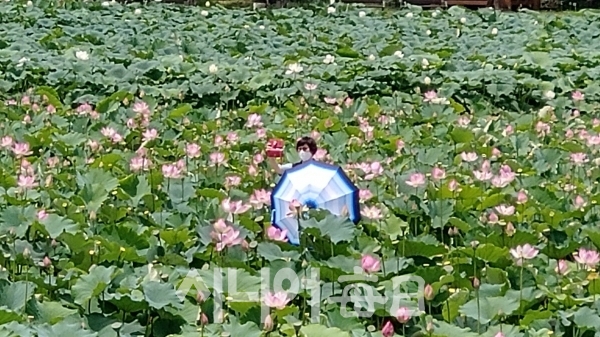 함안 연꽃테마파크에 연꽃이 만개했다. 박미정 기자