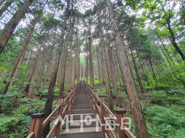 규모는 작지만 정자와 산책 할 수 있는 테크로드를 조성해 놓은 건천 편백나무 숲. 이승호 기자