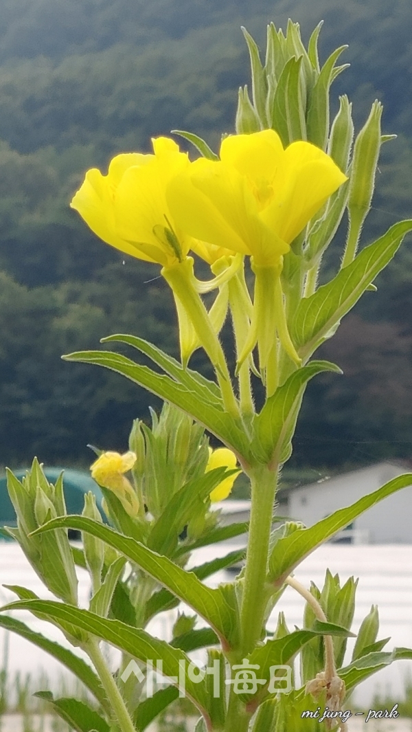 노란 달맞이꽃이 아름답다. 박미정 기자