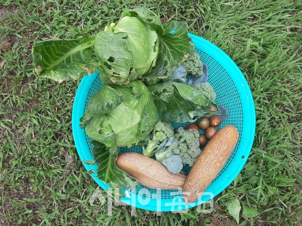 '자연농법'으로 키운 채소들. 이흥우 기자