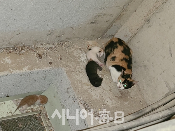 환기구에 고양이가 갇혀 구조를 기다리고 있다. 권오섭 기자