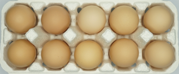 토종달걀(우리맛 닭 종계) 모습