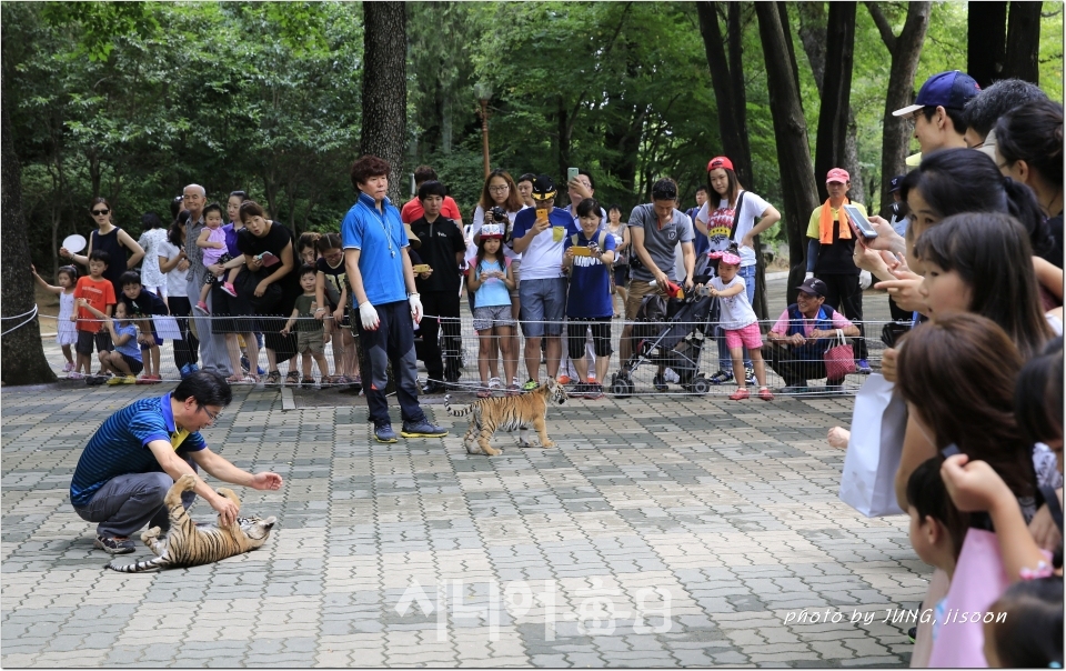 2014년 7월 19일 대구 달성공원 아기호랑이 공개 행사에서, 정지순 기자