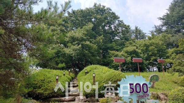 산책로 아래에서 본 500년 느티나무. 박미정 기자