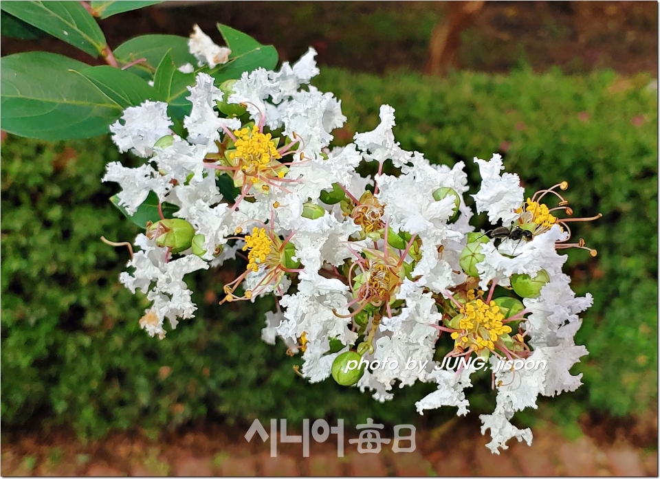 아파트 정원에 한창 아름답게 핀 흰 배롱나무 꽃. 정지순 기자
