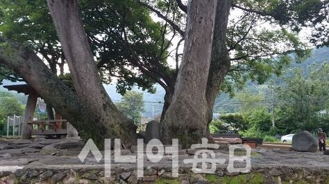 제일 오래 된 느티나무 아래 당산신위비가 세워져 있다. 권오훈 기자