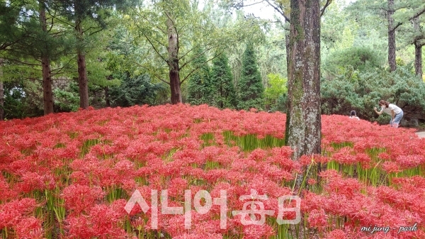 대구수목원, 군락을 이룬 석산이 아름답다. 박미정 기자