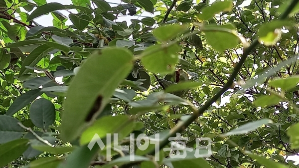 풀쐐기 유충이 장미나무 잎에 서식하는 모습. 여관구 기자.