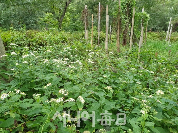 울릉식물관찰원에는 세계적으로 울릉도에서만 사는 한국 특산식물이라는 섬쑥부쟁이가 있다. 이철락 기자