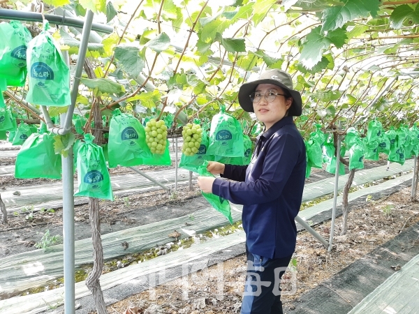 농장에서 포도 수확전 상태를 체크하고 있다. 이흥우 기자