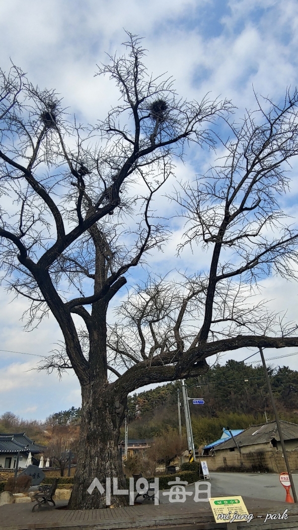 한훤당 400여 년 된 느티나무. 박미정 기자