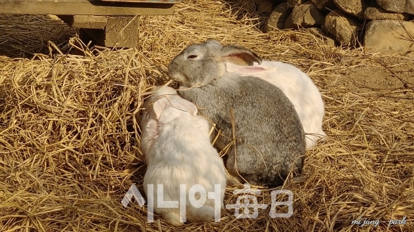 참샘 허브나라 토끼들이 귀엽다. 박미정 기자