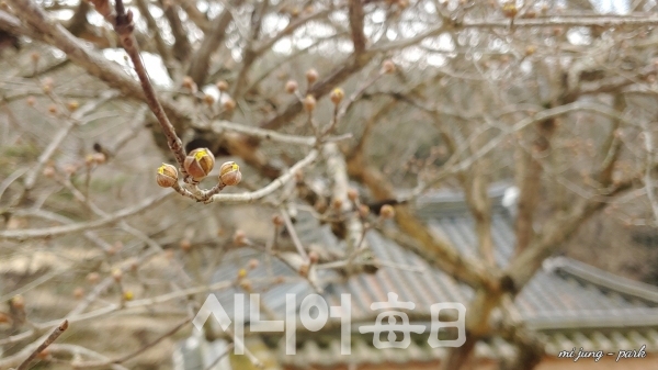 소쇄원 제월당 앞뜰에 산수유가 꽃봉오리를 터트리고 있다. 박미정 기자