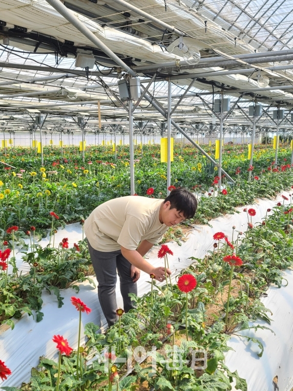 권영두 대표가 농장에서 '거베라' 꽃을 살펴보고 있다. 산들농원 제공