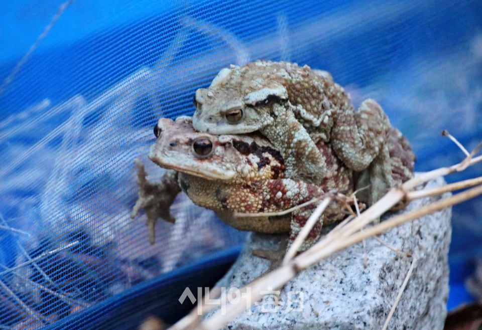 겨울 잠에서 깬 두꺼비가 암컷 수컷 포접한 상태로 망월지로 이동중 망월지 보호 펜스 주변에서 본 모습.  정지순 기자