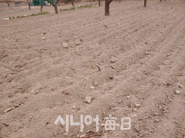 대구 달성군 화원읍의 로타리를 한 메마른 밭. 권오섭 기자