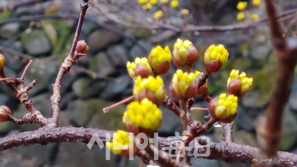 산수유마을 터질듯 말듯한 꽃봉오리 예쁘다. 박미정 기자