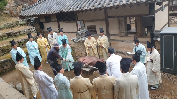 제관들이 생단 위에 올려진 돼지를 감별하는 성생례를 행하고 있다. 권오훈 기자