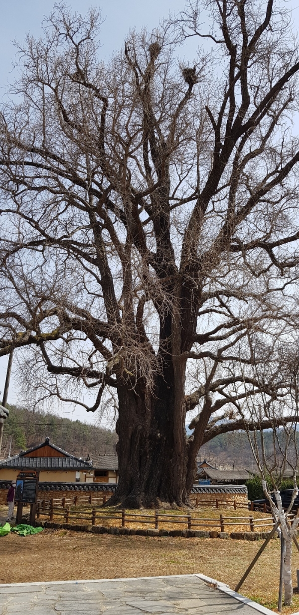 전설에 의하면 이 은행나무는 나이가 1300년 정도 되며, 우리나라 은행나무 중 가장 오래된 것으로도 전해진다. 김영조 기자