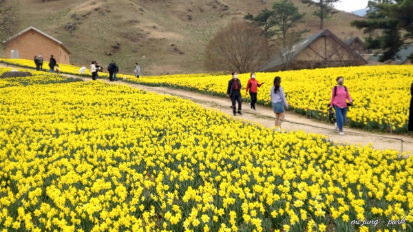 수선화 꽃길을 걷는 여행객들이 그림같다. 박미정 기자