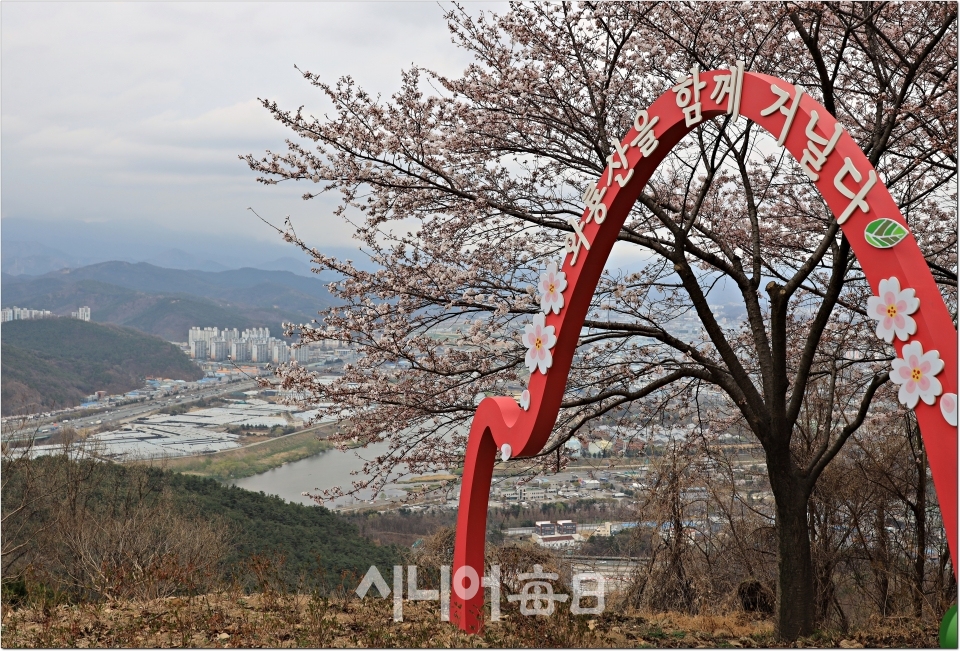 용미봉 위 근처있는 벚꽃 군락지 입구에는 꽃망울이 한창이며 주변으로 보는 전경.  정지순 기자