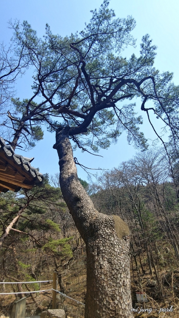 만선일폭루 옆 400여 년 된 소나무가 멋스럽다. 박미정 기자