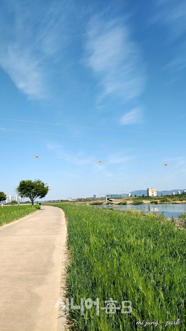 파란하늘과 청보리밭이 아름답다. 박미정 기자