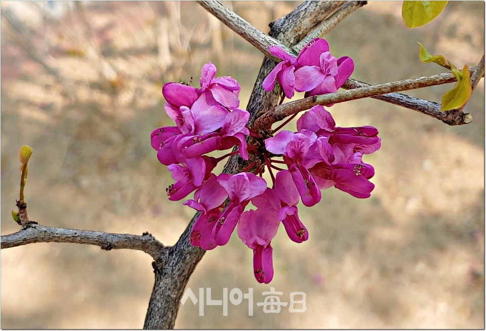 꽃봉오리에서 막 피고있는 박태기나무 꽃.   정지순 기자