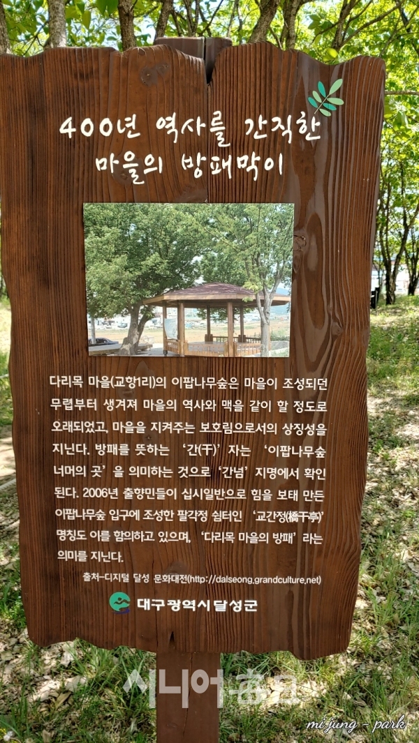 교항리 이팝나무 숲 표지문. 박미정 기자