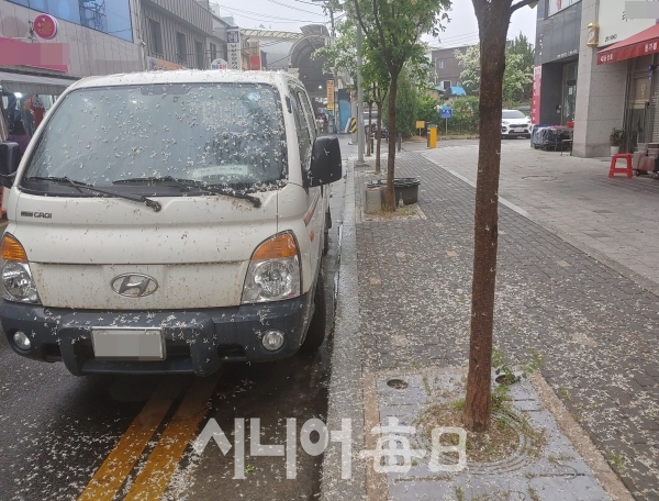 도로에 주차된 차량과 도로에 이팝나무 눈꽃이 내려있다. 권오섭 기자