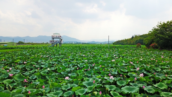 한국관광공사가 2022년 여름시즌 비대면 안심관광지 25선로 선정한 안심창조밸리 연꽃단지