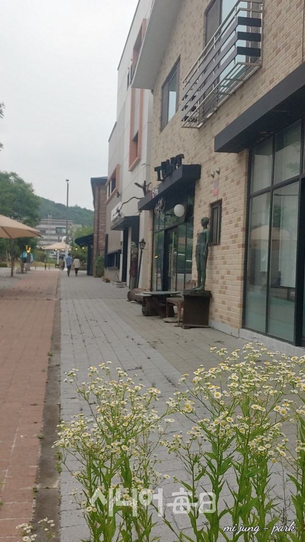 예스파크 카페길에 개망초가 활짝 피었다. 박미정 기자