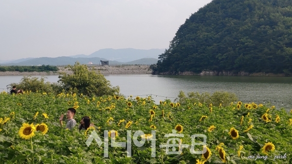 강변과 해바라기가 어우러진 풍경이 아름답다. 박미정 기자
