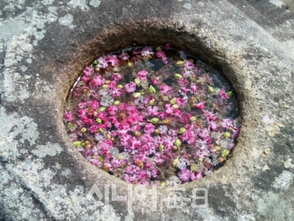 꽃잎이 우수수 떨어져 있다. 박미정 기자