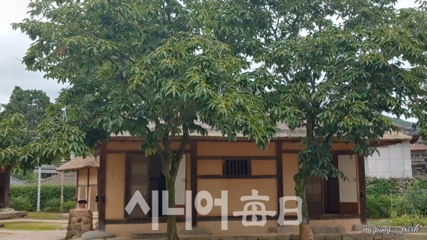 김달진 생가에 감나무가 싱그롭다. 박미정 기자