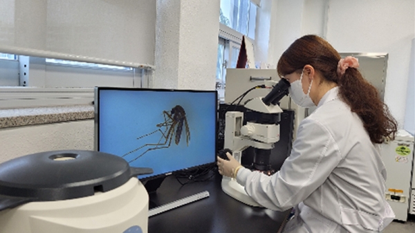 대구지역 채집 빨간집모기에서 일본뇌염 바이러스 검출, 모기 확인 실험.  대구시 제공