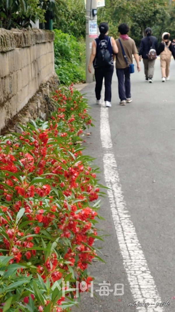 와인터널 가는 길에 봉숭아꽃이 활짝 피었다. 박미정 기자