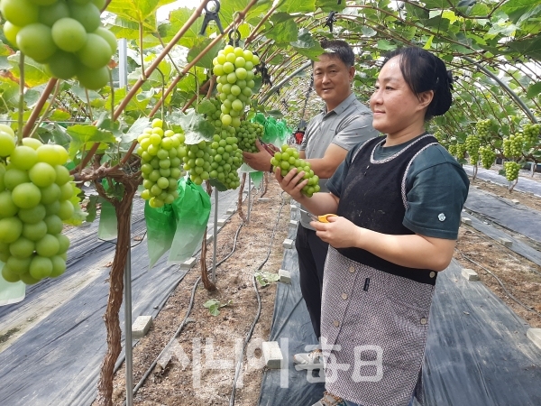 강보민 대표 부부가 '샤인머스켓' 포도를 수확하고 있다. 이흥우 기자