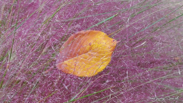 핑크뮬리에 낙엽이 살짝 내려앉았다. 박미정 기자