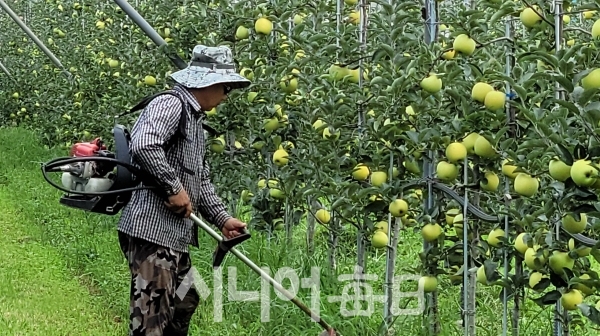 초생재배로 김신택 대표가 나무아래 풀을 깎고 있다. 해가든농원 제공