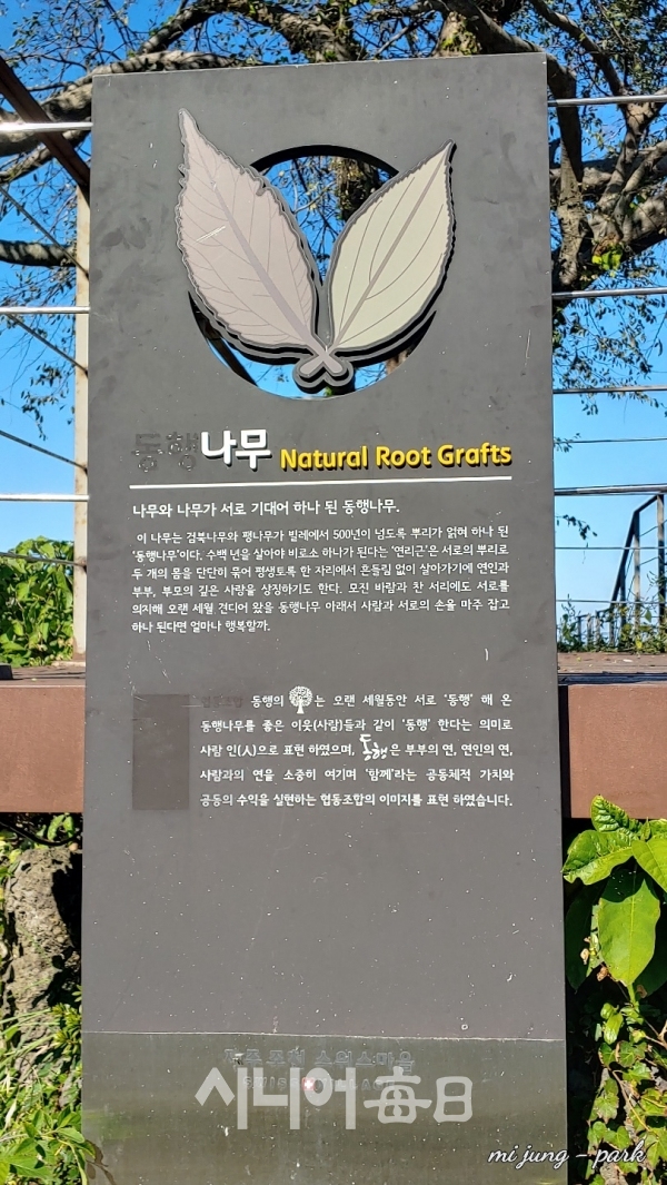 동행나무 표지판. 박미정 기자
