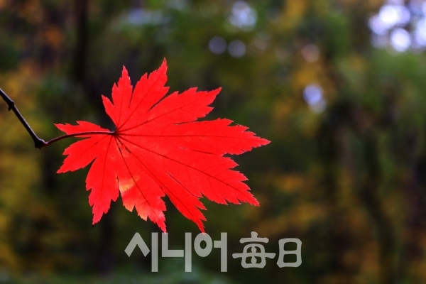 나무가지 끝으로 빨간 가을이 매달려 있다. 이원선 기자