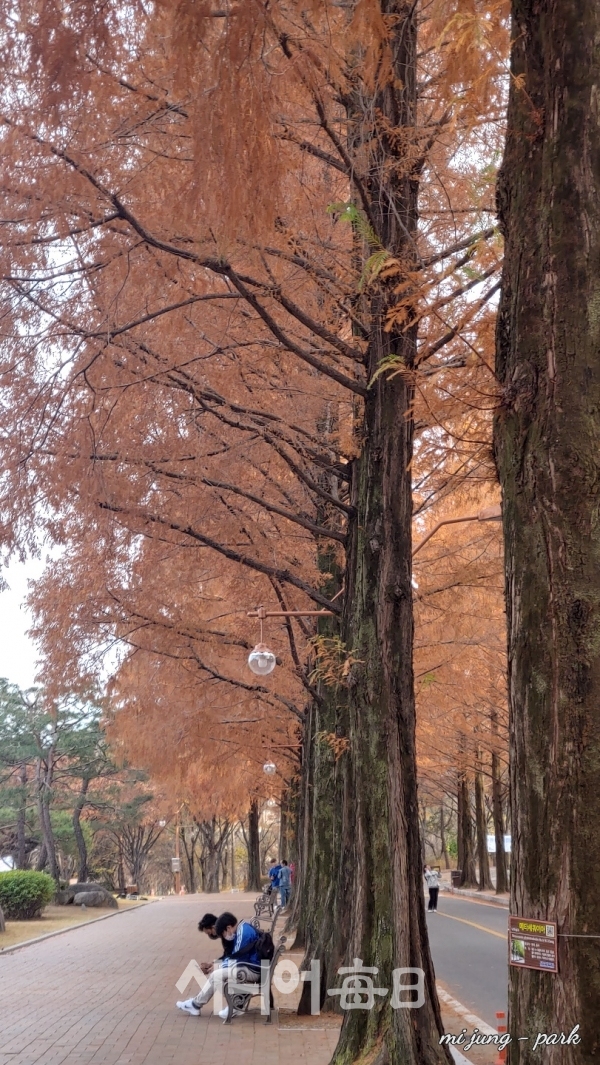 가을이 깊어가는 메타세콰이어길. 박미정 기자