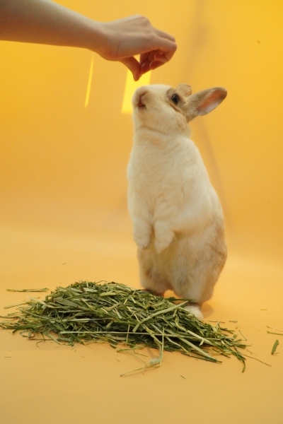 토끼는 예민하지만, 몸으로 감정을 표현하고 교감하는 동물이다.  사진 제공 '꽃돌이는배고파' 이진영 대표