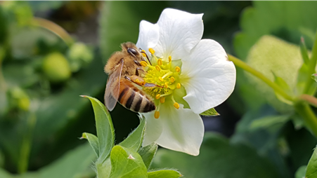 시설 딸기 하우스에 꿀벌의 화분 매개 활동 모습.  사진 농진청 제공.
