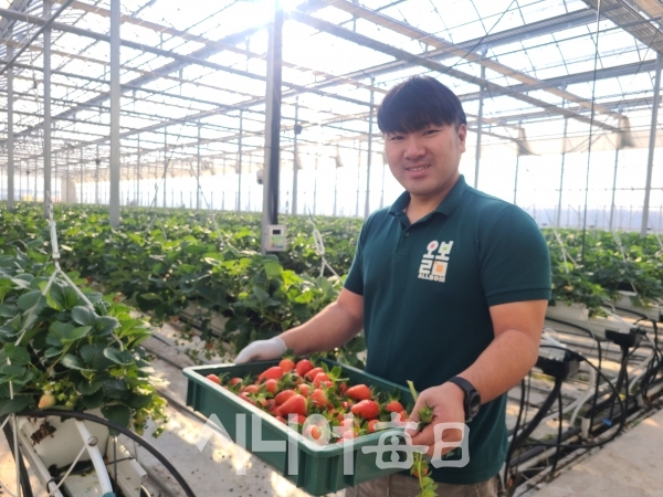 최성호 대표가 농장에서 딸기를 수확하고 있다. 이흥우 기자