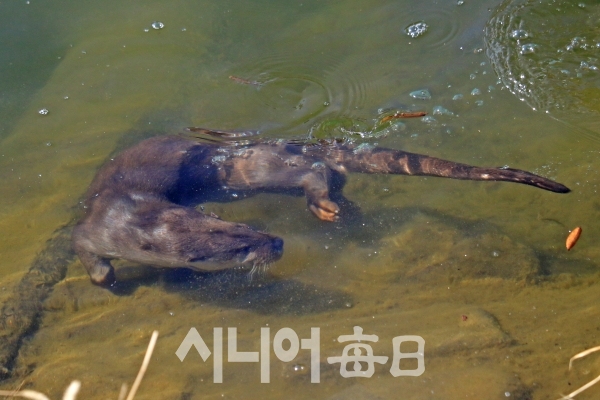 물속에서 유영 중인 수달의 모습. 이원선 기자